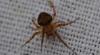 Araneus (sturmi-triguttatus)
